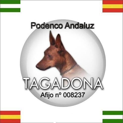 Podenco Andaluz Tagadona